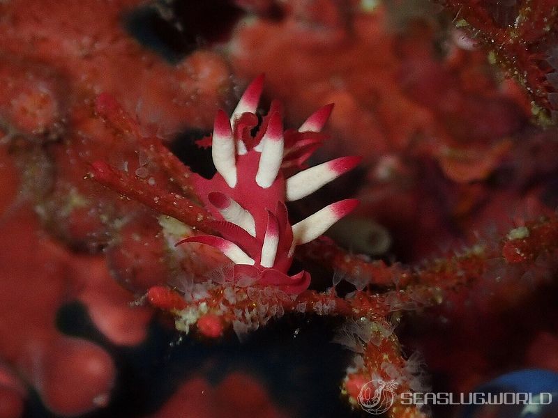 アカイバラウミウシ Ceratodoris kondoi