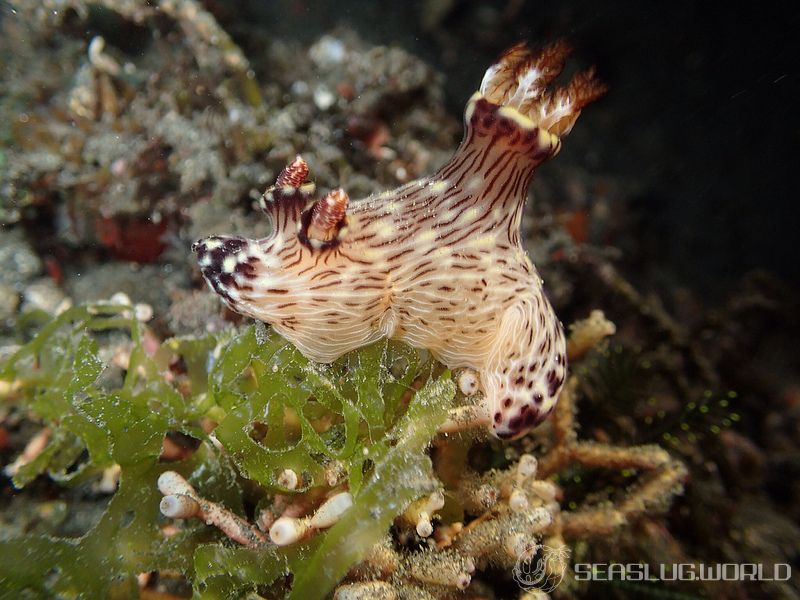 ブッシュドノエルウミウシ Jorunna rubescens