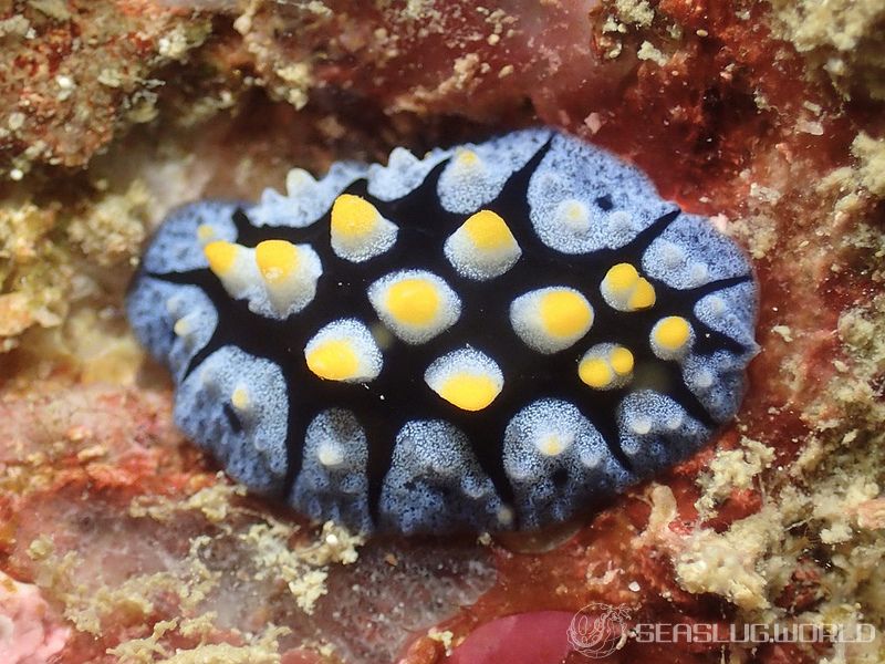 フリエリイボウミウシ Phyllidia picta