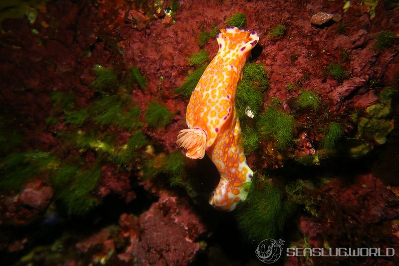 ニシキウミウシ Ceratosoma trilobatum