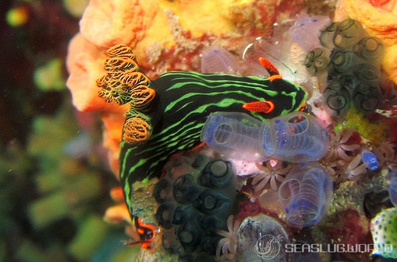 アカフチリュウグウウミウシ Nembrotha kubaryana