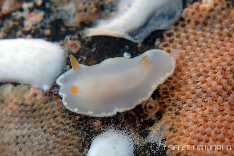 シラウメウミウシ Goniobranchus nona