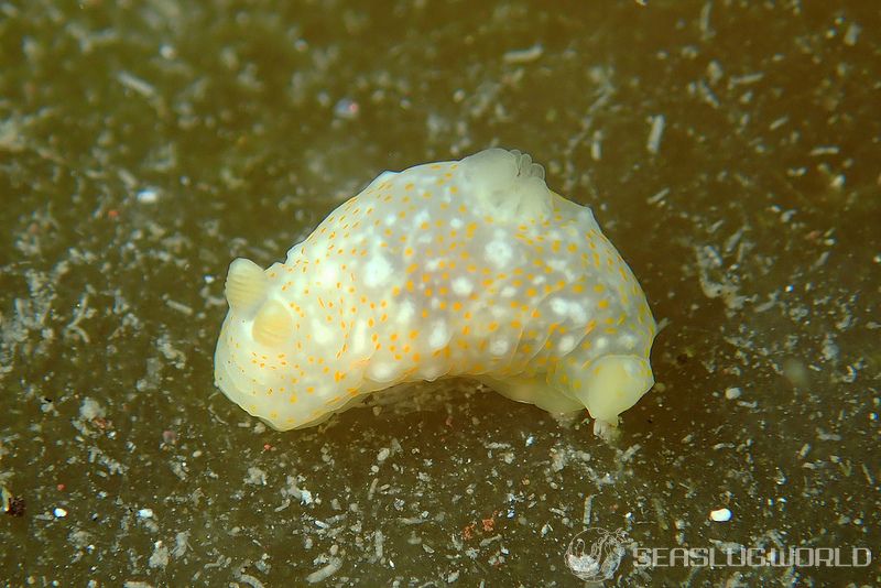 オキナワキヌハダウミウシ Gymnodoris okinawae