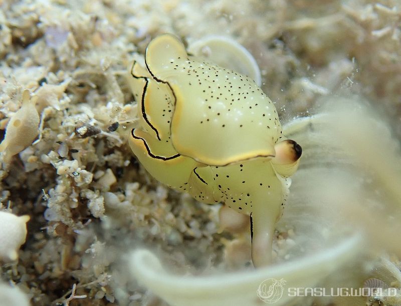 コノハミドリガイ Elysia marginata