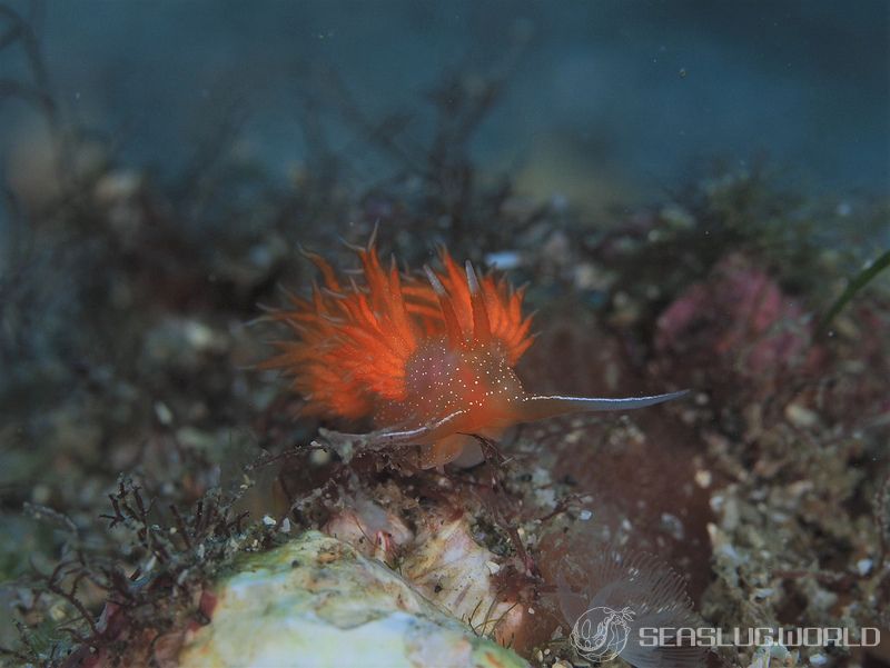 アカエラミノウミウシ Sakuraeolis enosimensis