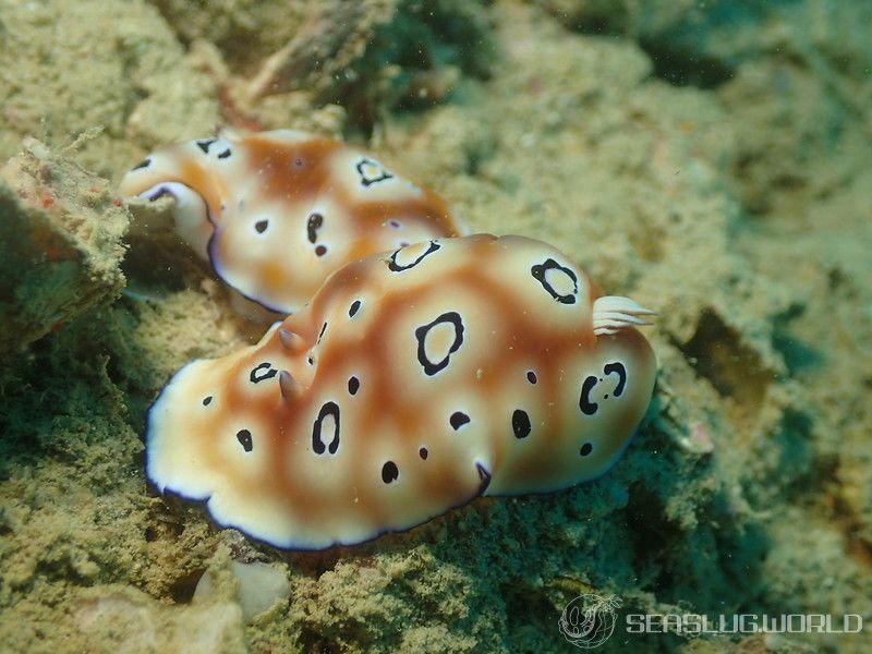 ヒョウモンウミウシ Goniobranchus leopardus