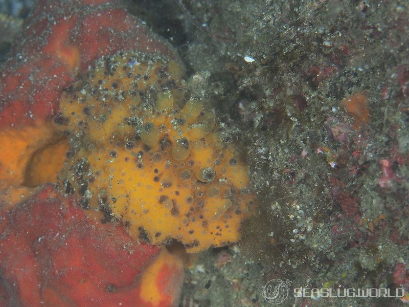 ヤマトウミウシ Homoiodoris japonica