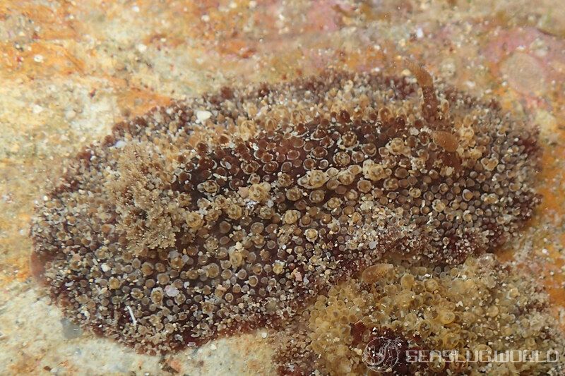 センリョウウミウシ Carminodoris bifurcata