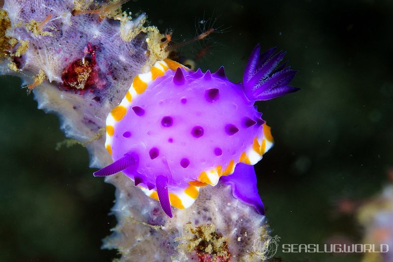 メキシクロミス・マクロパス Mexichromis macropus