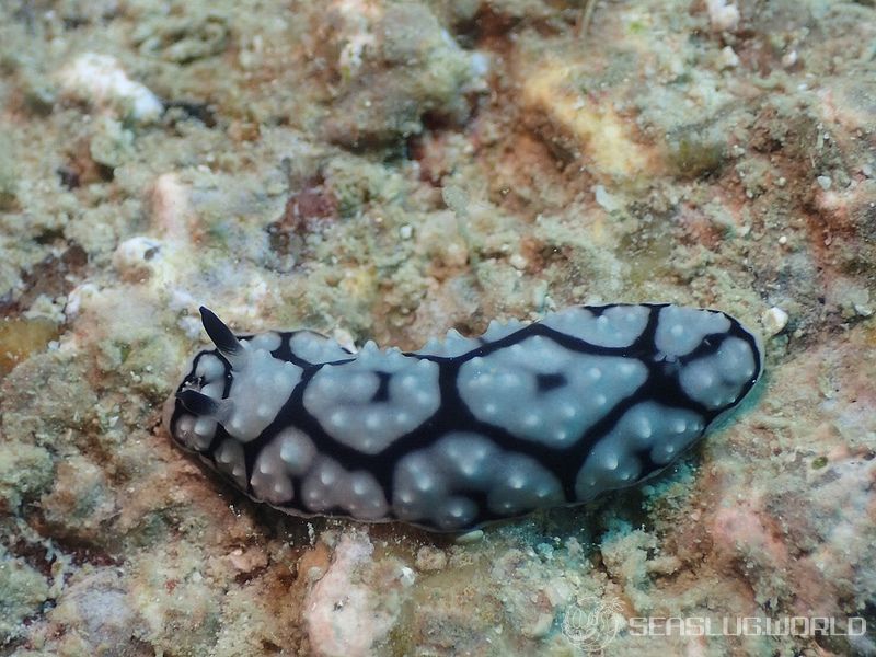 ワモンイボウミウシ Phyllidiella annulata