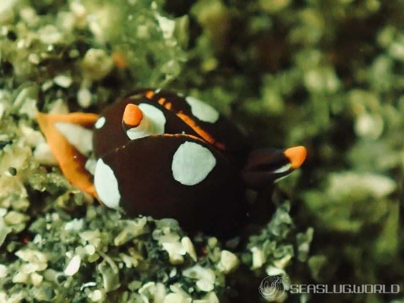 アユカワウミコチョウ Siphopteron fuscum