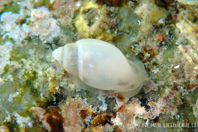 オオシイノミガイ Japonactaeon sieboldii