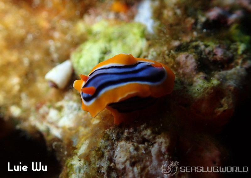 エリザベスウミウシ Chromodoris elisabethina