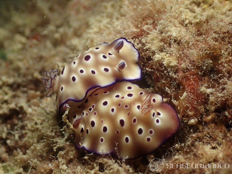 マダライロウミウシ Hypselodoris tryoni