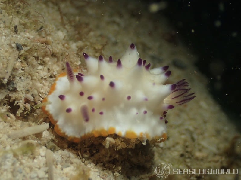 レンゲウミウシ Mexichromis multituberculata