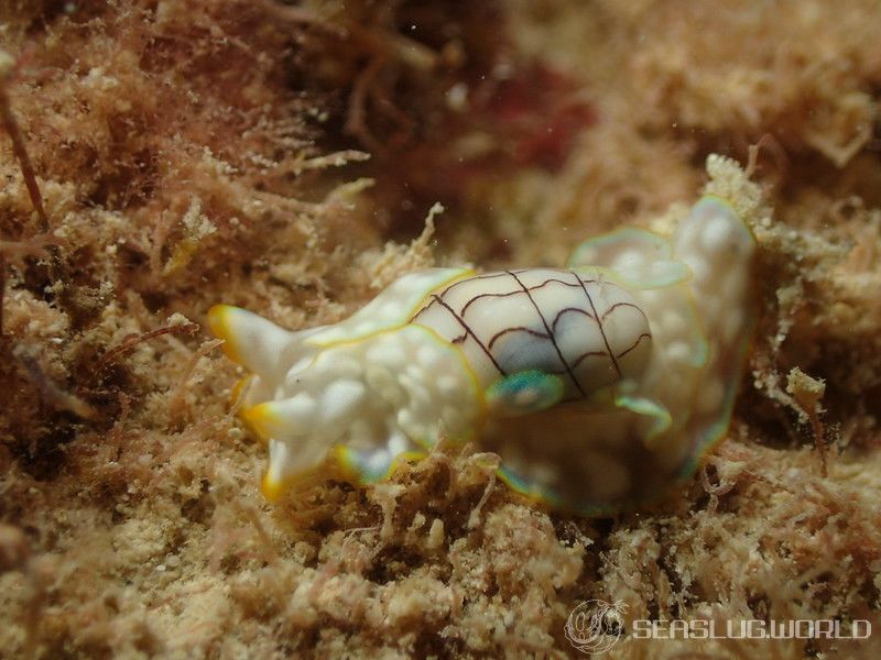 チャシボリガイ Micromelo undatus