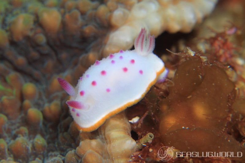 クリヤイロウミウシ Mexichromis mariei