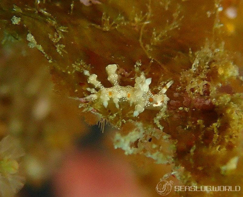 ヒョウタンミノウミウシ Eubranchus sp.10