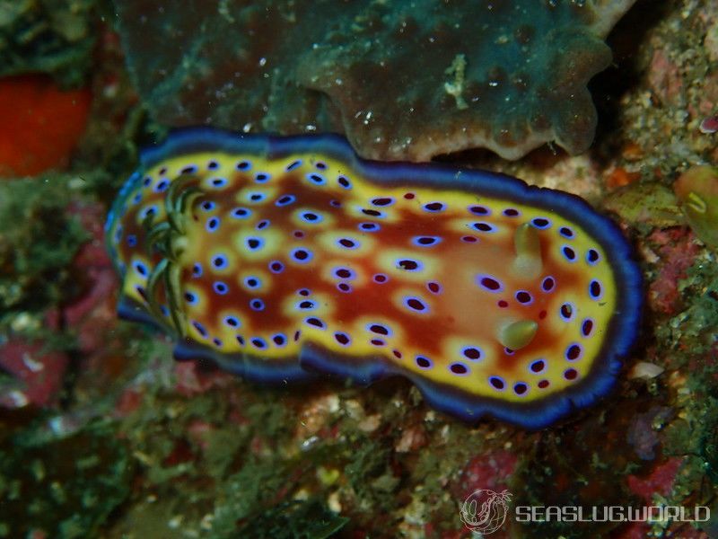 オトヒメウミウシ Goniobranchus kuniei