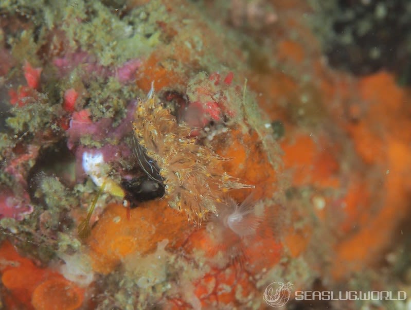 コヤナギウミウシ Janolus toyamensis