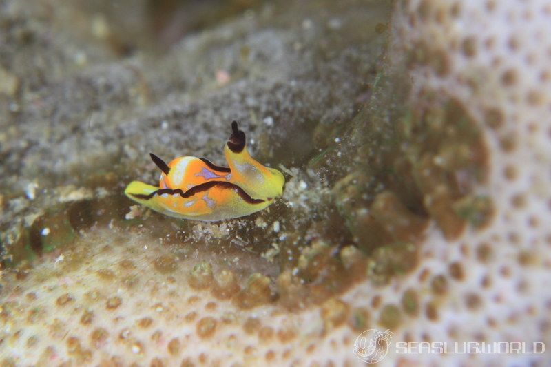 クロフチウミコチョウ Siphopteron nigromarginatum