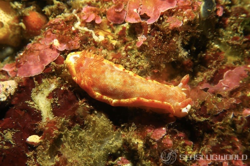 ミカドウミウシ Hexabranchus lacer