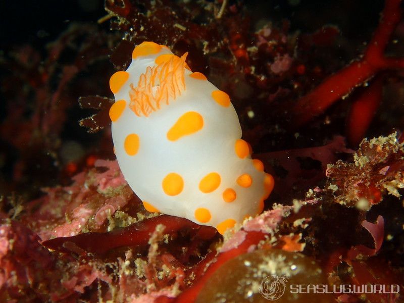 キイボキヌハダウミウシ Gymnodoris impudica