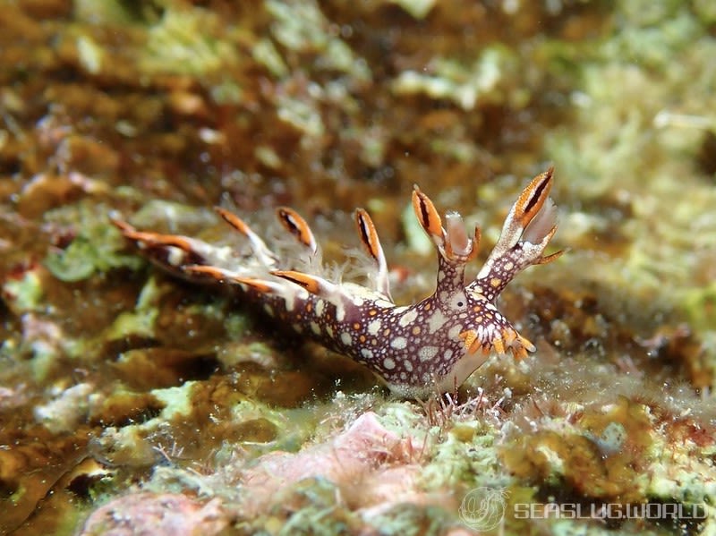 ヒオドシユビウミウシ Bornella anguilla