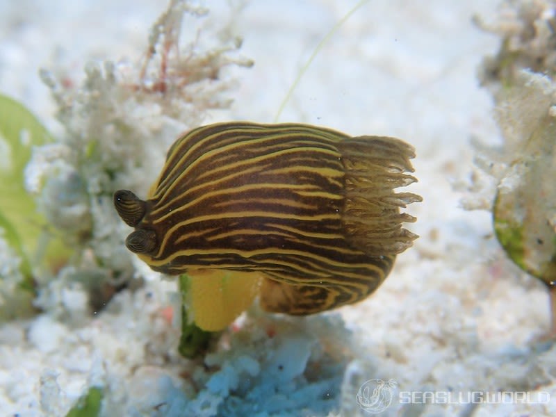 タスジキヌハダウミウシ Gymnodoris sp. 2