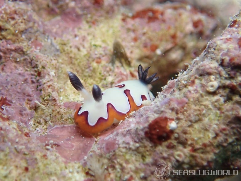 フジナミウミウシ Goniobranchus fidelis