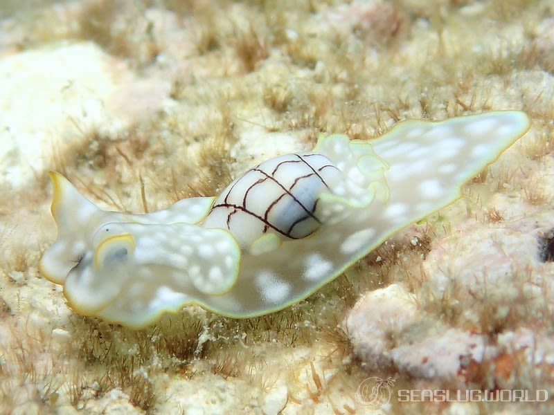 ワタユキシボリガイ Micromelo barbarae