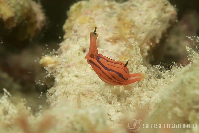 キマダラウミコチョウ Siphopteron tigrinum