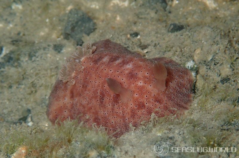 アカコダテウミウシ Peltodoris rubra