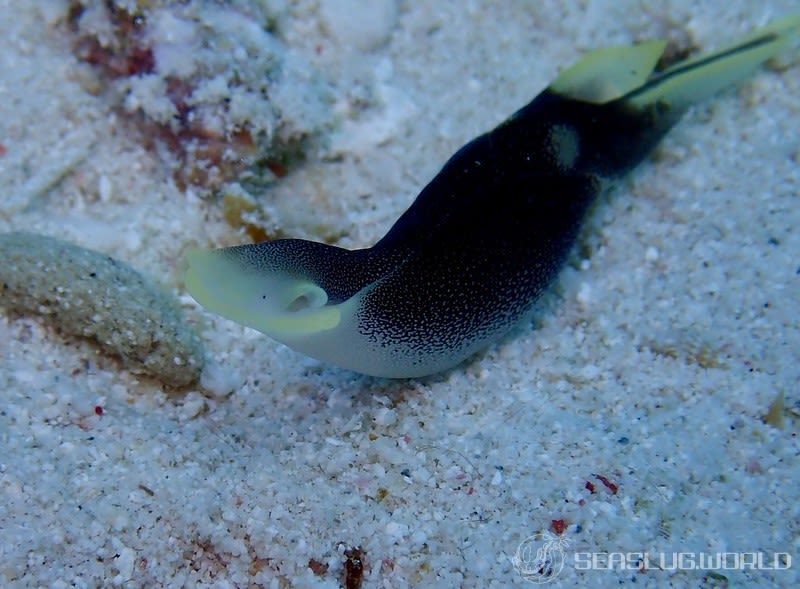 コナユキツバメガイ Chelidonura amoena