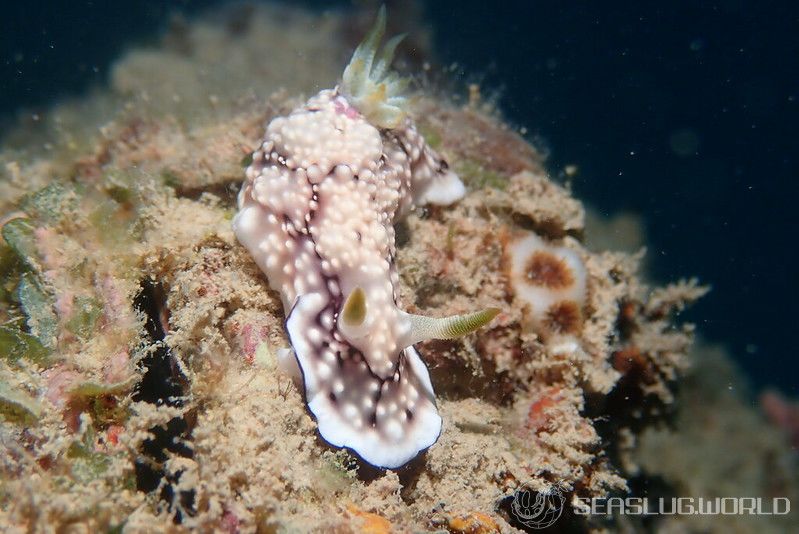 キカモヨウウミウシ Goniobranchus geometricus