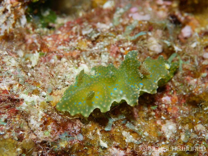 ヨセナミウミウシ Miamira sinuata