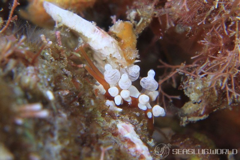 イナバミノウミウシ Eubranchus inabai