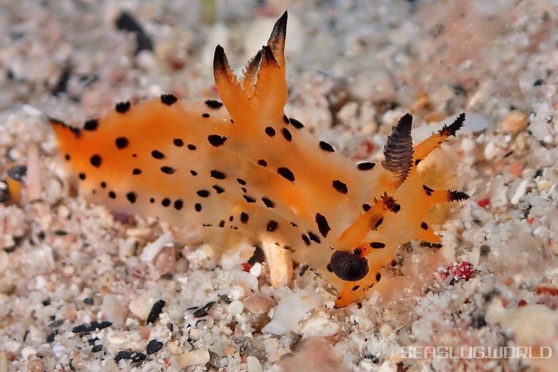 フジタウミウシ属の一種 3 Polycera sp. 3