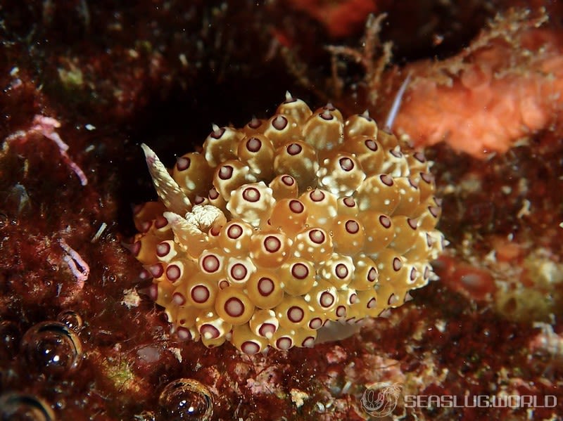 トゲトゲウミウシ Janolus tricellariodes