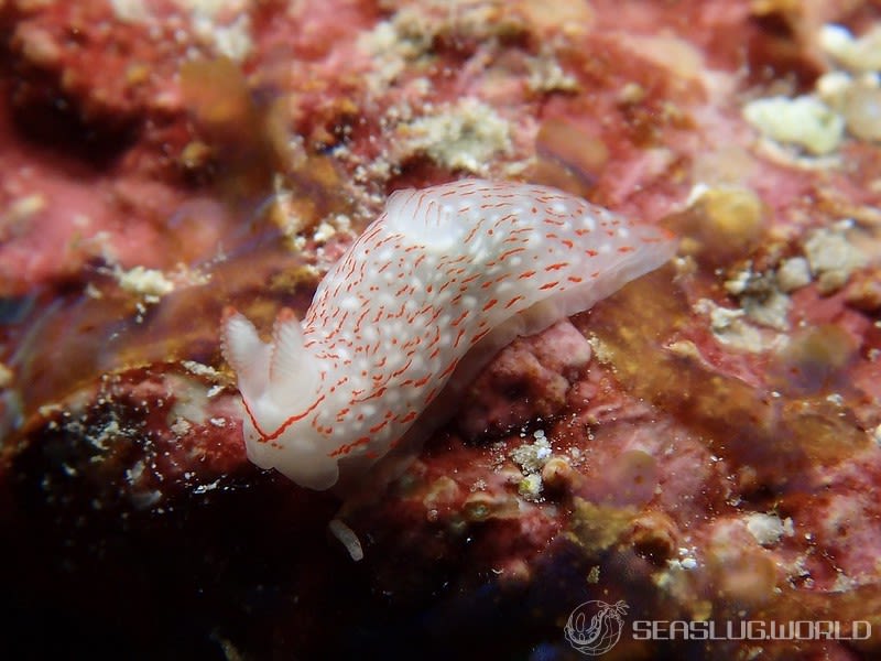 ザマミキヌハダウミウシ Gymnodoris sp. 6