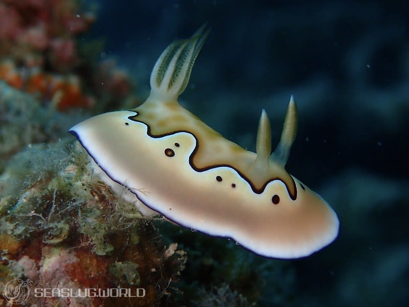 シラナミイロウミウシ Goniobranchus coi