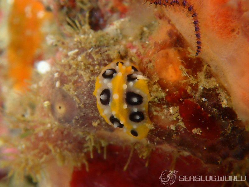 キイロイボウミウシ Phyllidia ocellata