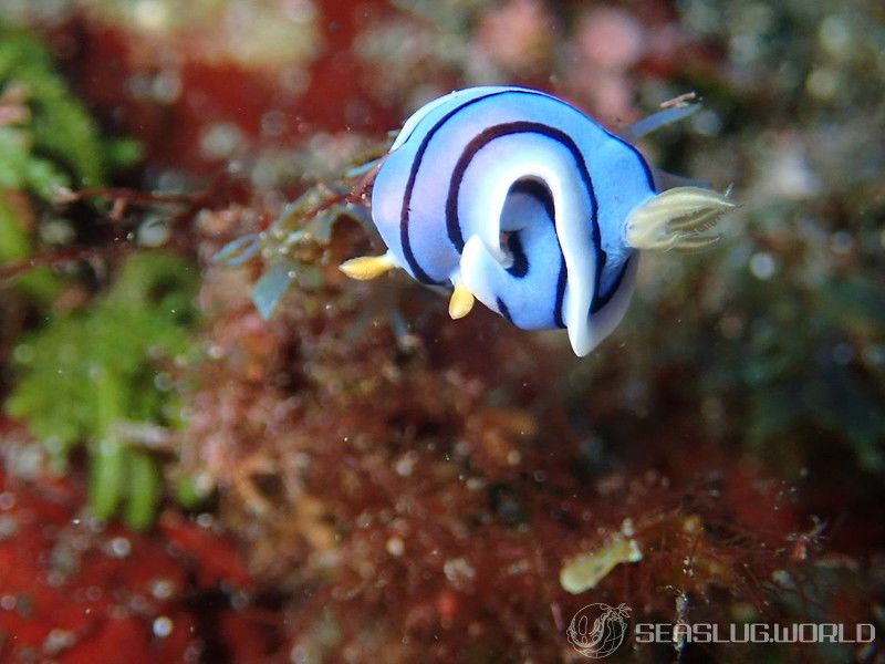 ミスジアオイロウミウシ Chromodoris lochi