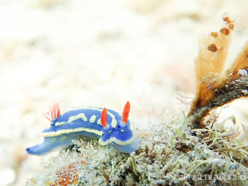 アオウミウシ Hypselodoris festiva