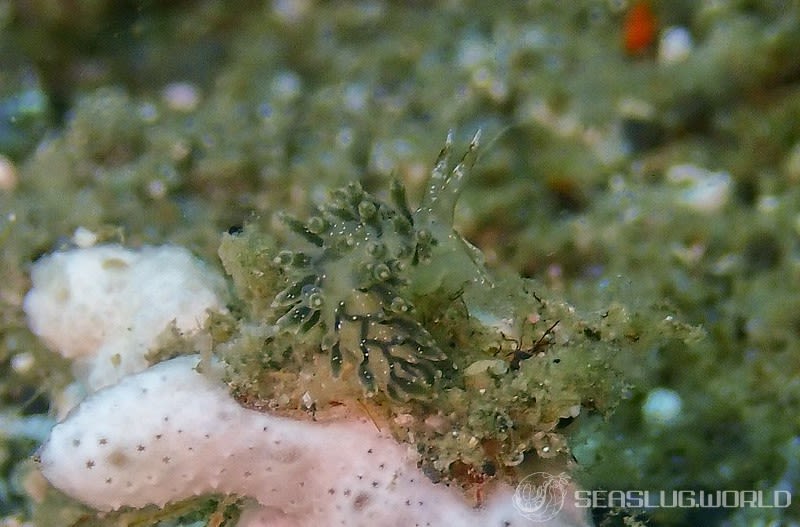 ホリミノウミウシ Eubranchus horii