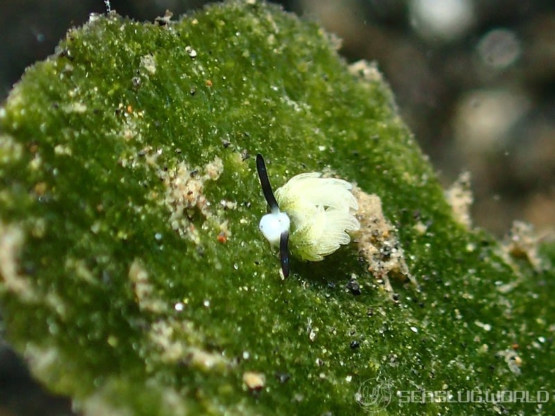 ウサギモウミウシ Costasiella usagi