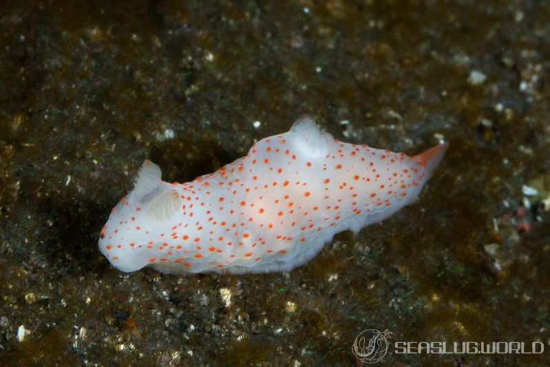 キヌハダウミウシ属の一種 31 Gymnodoris sp.31