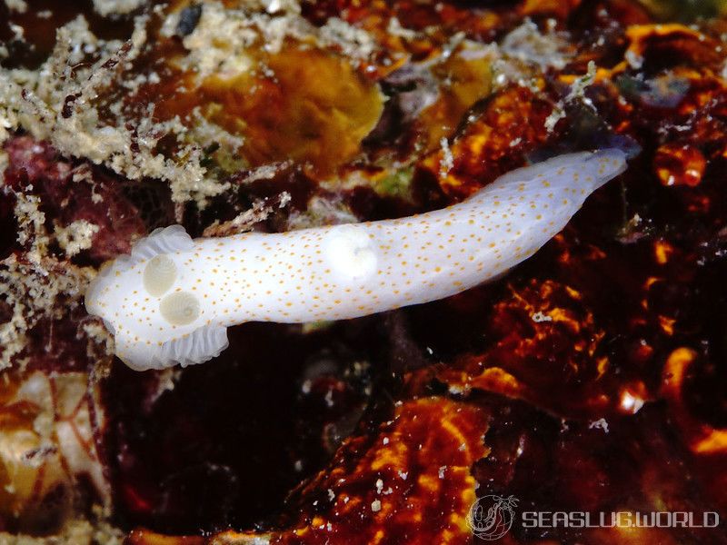 モミアゲキヌハダウミウシ Gymnodoris sp. 3