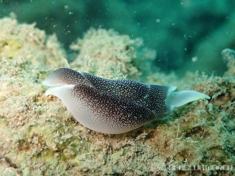 コナユキツバメガイ Chelidonura amoena