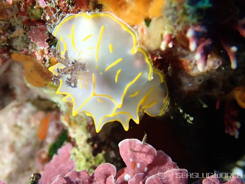 キスジカンテンウミウシ Halgerda diaphana